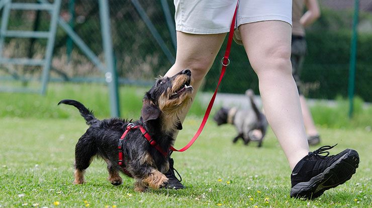 how do you teach a dog to heel with a clicker