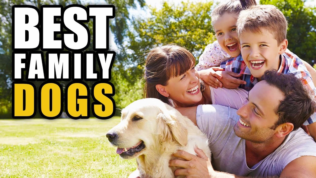 What Are The Best Family Dogs   Familyh 