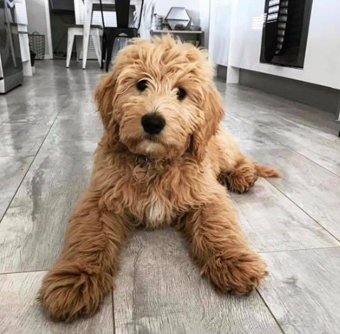 f1 goldendoodle and golden retriever