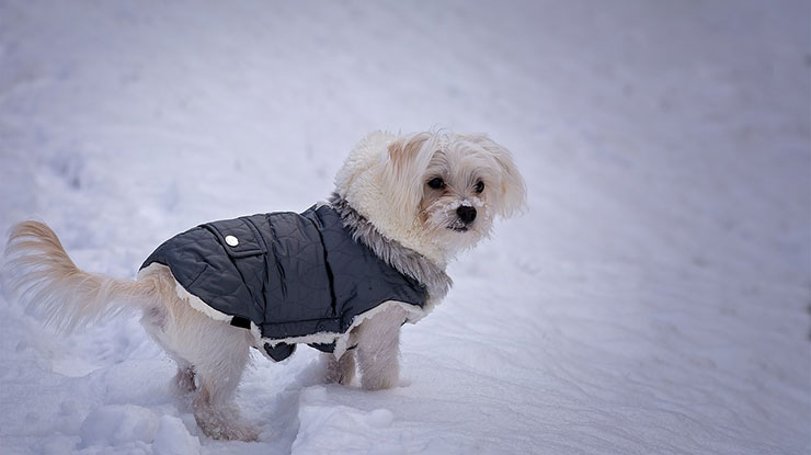 Keep Your Dog Warm in Cooler Temperatures