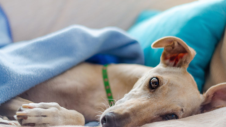 How To Take Care Of A Dog After Surgery