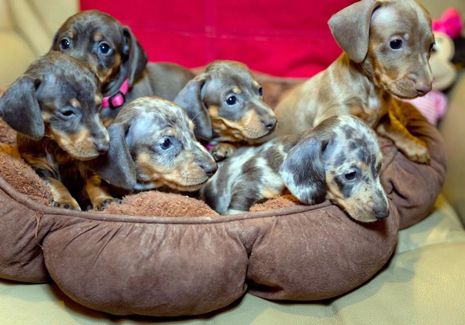 88+ Dachshund Puppies Dapple For Sale l2sanpiero