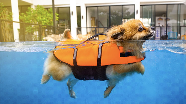 How to get a dog hot sale to swim