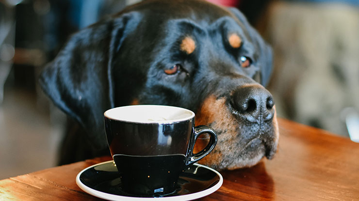 How do you treat a dog that drank coffee?