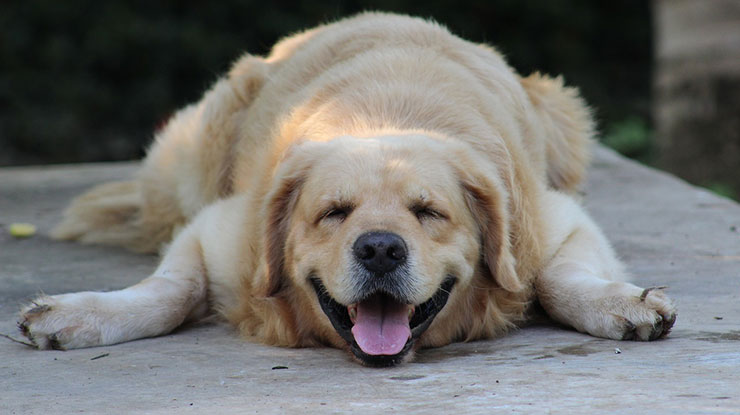 5 Ways to Boost Your Dog's Energy in Old Age
