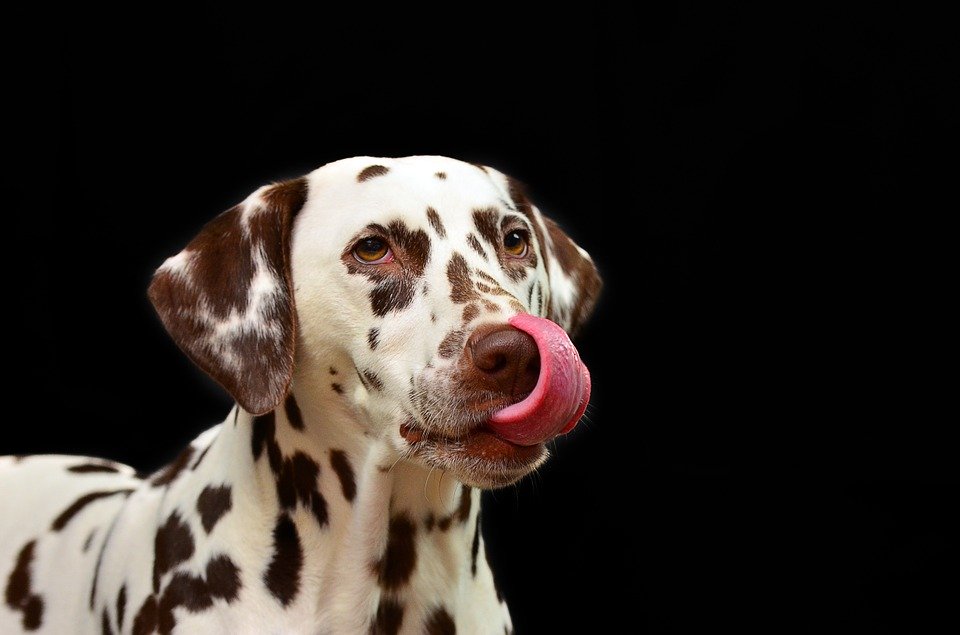 Low purine diet for dalmatians