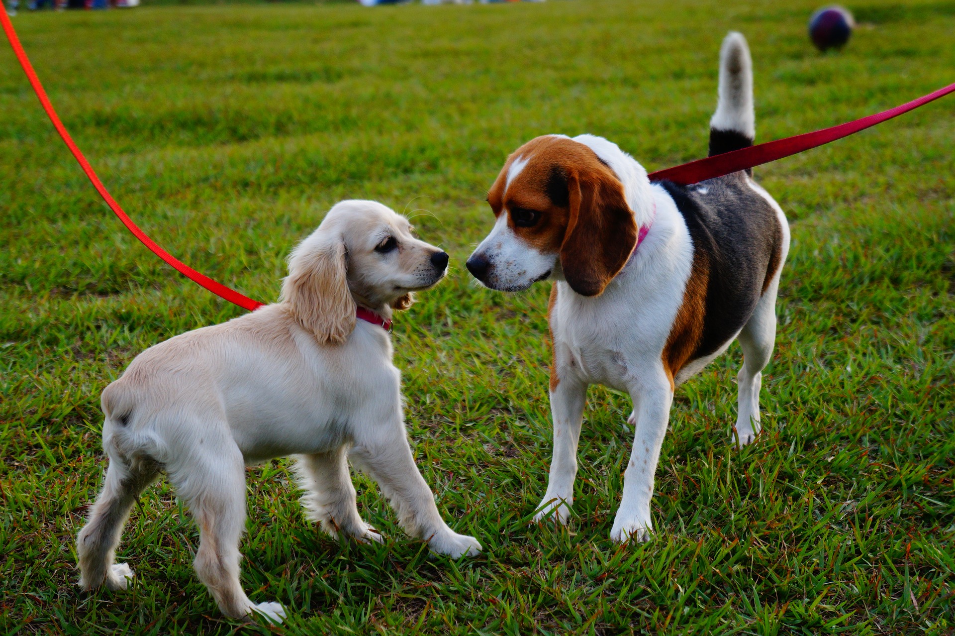 20 interesting facts about dogs that Dogs Communication