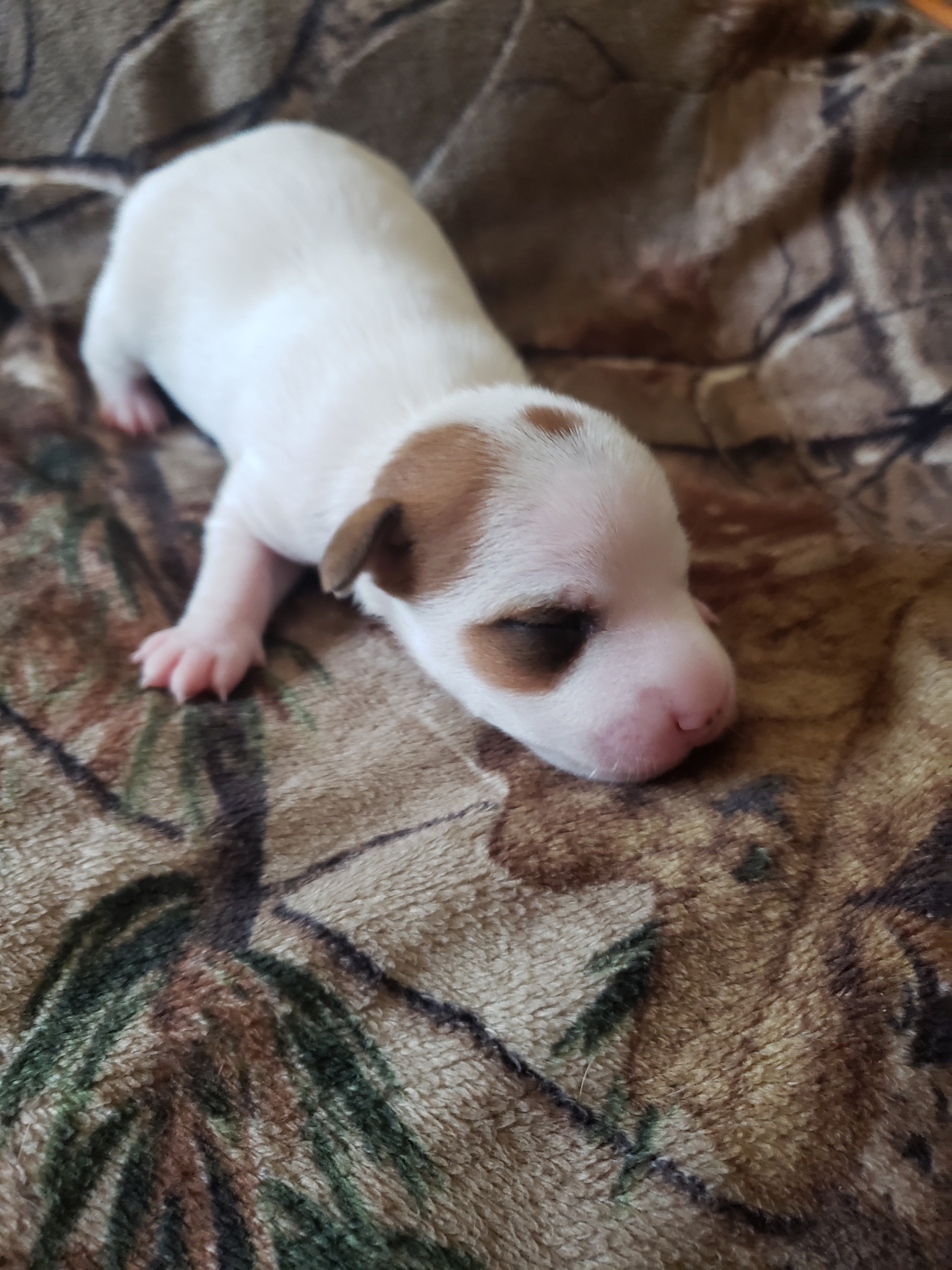 CKC Registered Jack Russell Terrier 