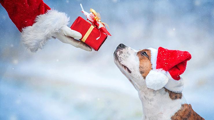 Christmas-Gifts-for-Your-Dog-CKC.jpg