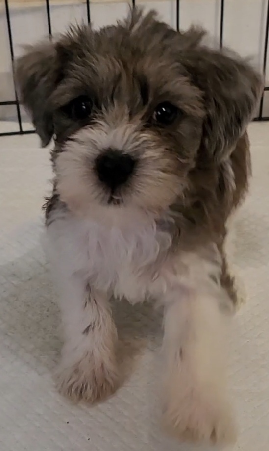 ckc miniature schnauzer for sale