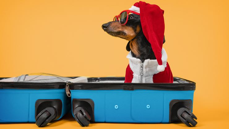 Tips-for-Traveling-with-Pets-This-Holiday-Season.jpg (1)