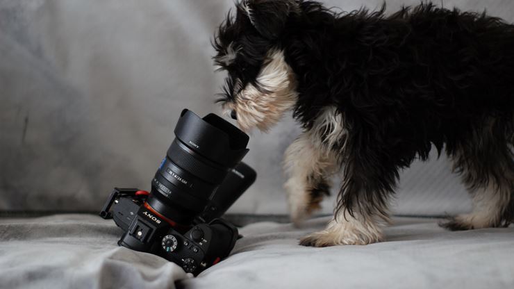 My Dog is Afraid of Cameras - Contintental Kennel Club 4.jpg