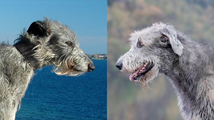 CKCUSA VS Irish Wolfhound Vs Scottish Deerhound