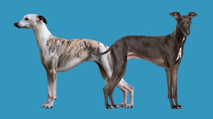 CKC Whippet Vs Italian Greyhound (1)