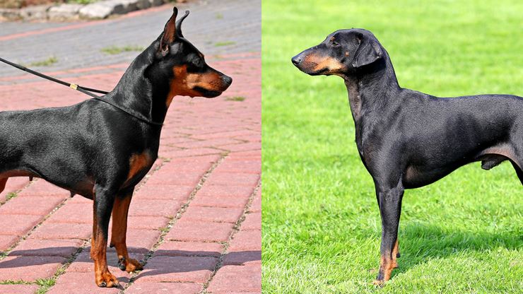 Miniature Pinscher Vs Manchester Terrier CKC USA 1