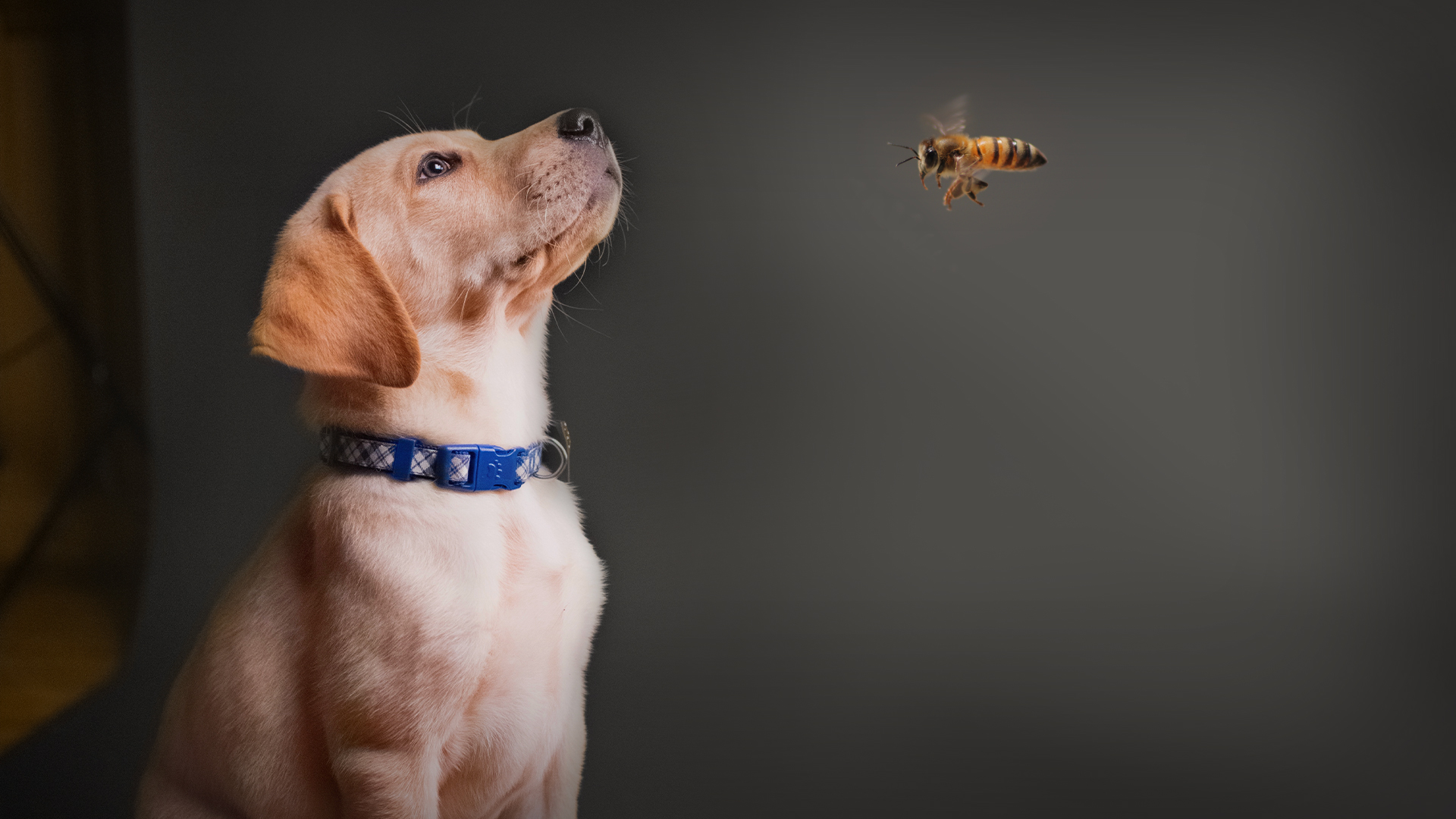 When Your Dog Is Stung by a Bee: Acute Allergic Reactions · The