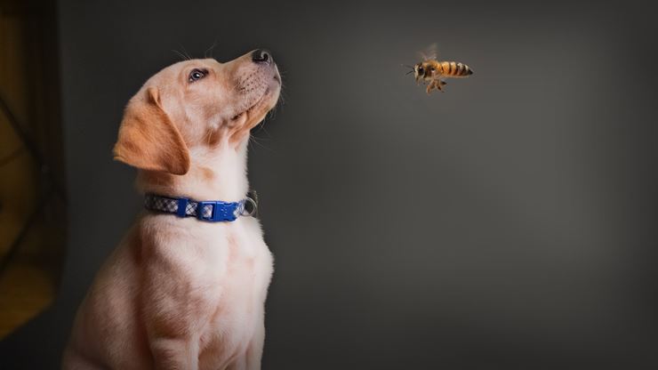 Did Your Dog Get Stung By Bee Or Wasp CKC