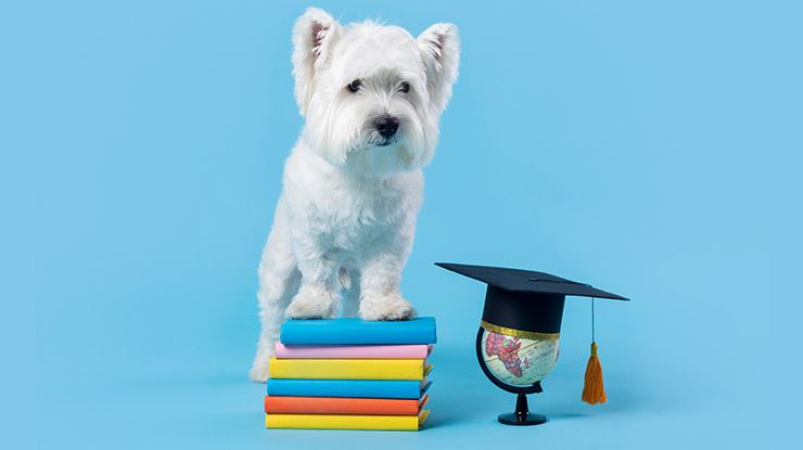 5 Ways Dogs Can Positively Affect Your Academic Performance