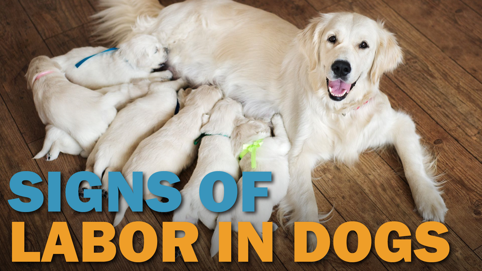 signs-of-labor-in-dogs-video