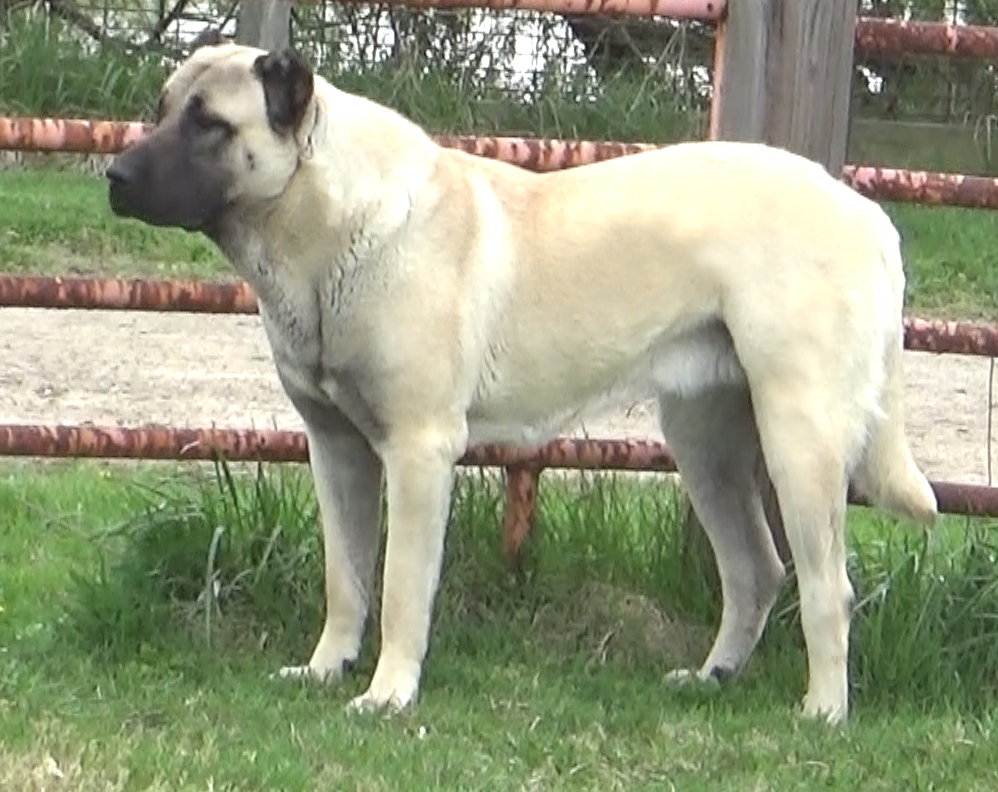 Turkish anatolian best sale shepherd dogs