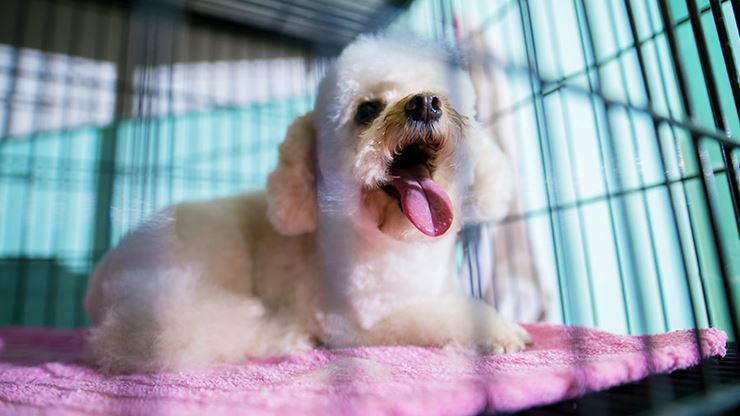 5 Ways To Keep Your Puppy From Crying In Their Crate 2
