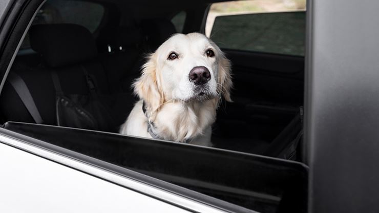 7 Tips For Moving With An Anxious Dog 3