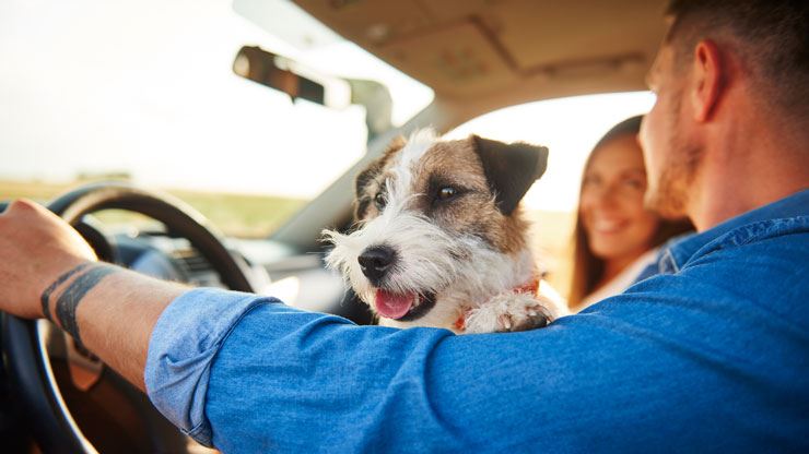 Summer Travel With Your Dog