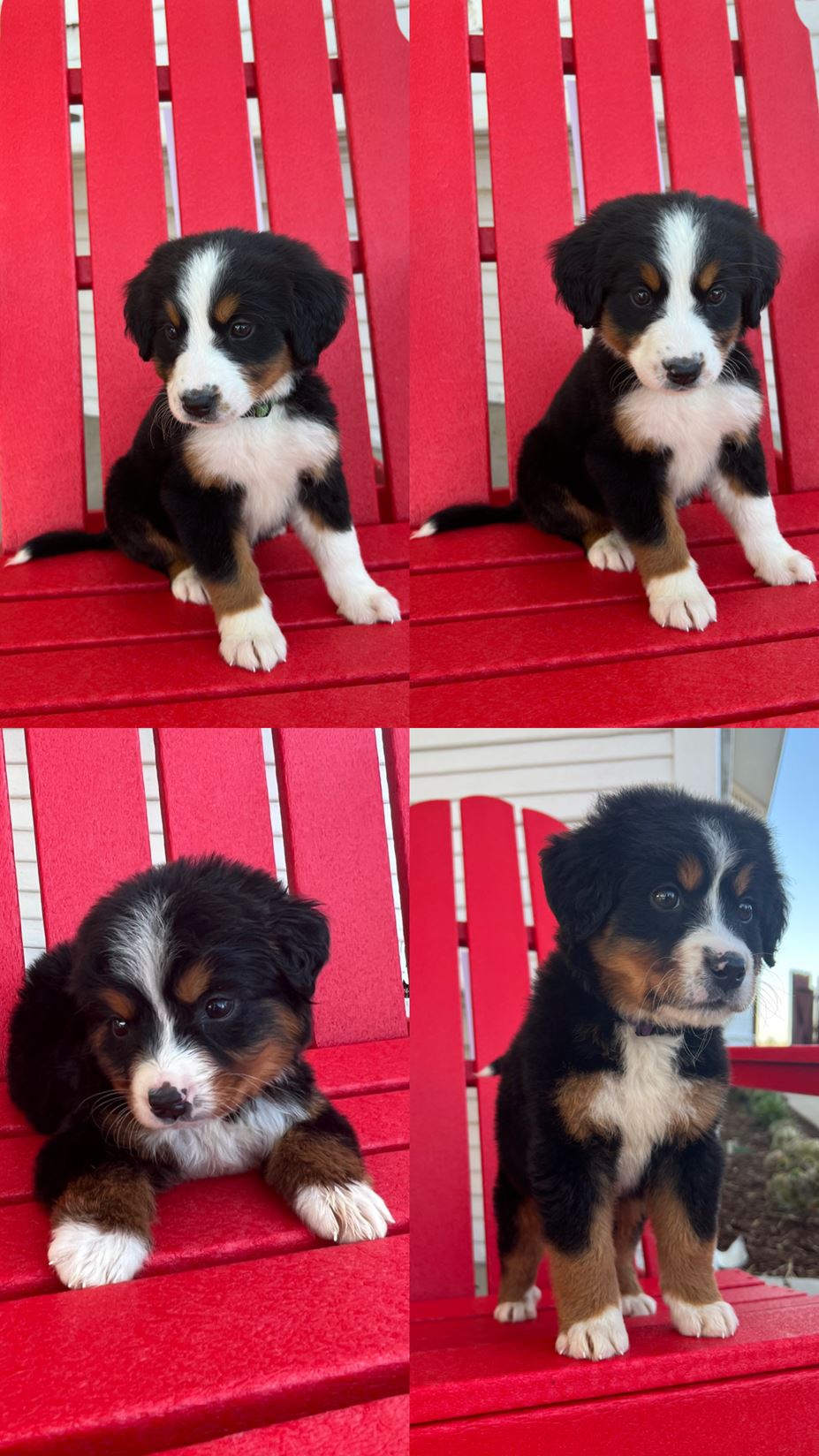 ckc-registered-bernese-mountain-dog-puppies-for-sale-newman-ca