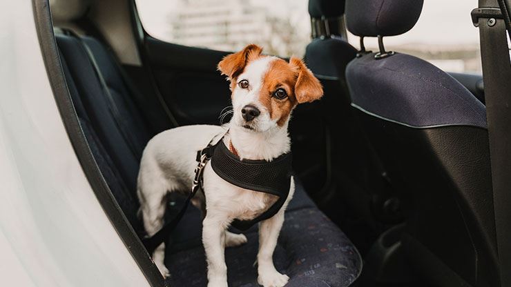 Why It Is Important To Keep Your Pet Secure In The Car