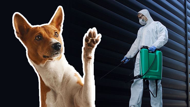 Keeping Pets Safe Duyring Pest Control Services