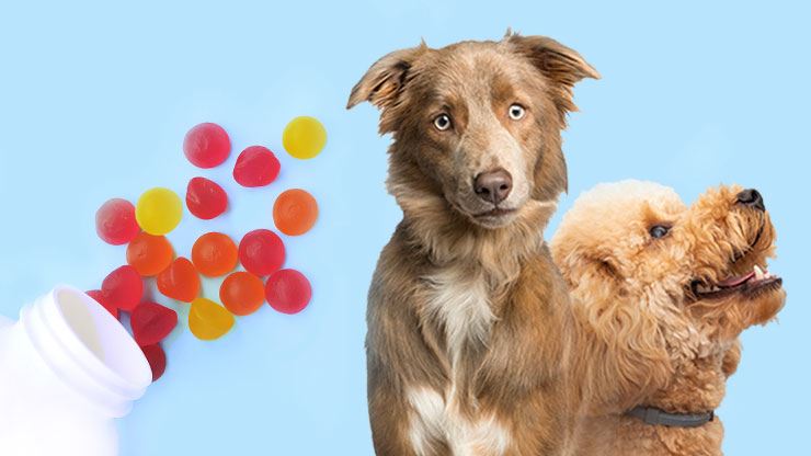 Gummies For Dogs And How To Make Them