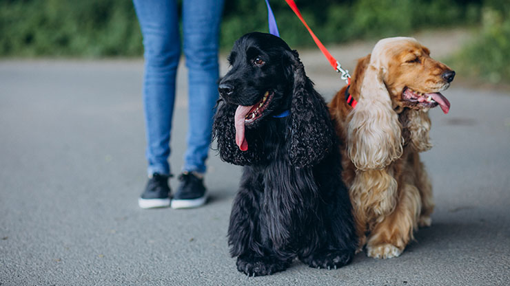 Cocker Spaniel Dog Breed Information - Continental Kennel Club