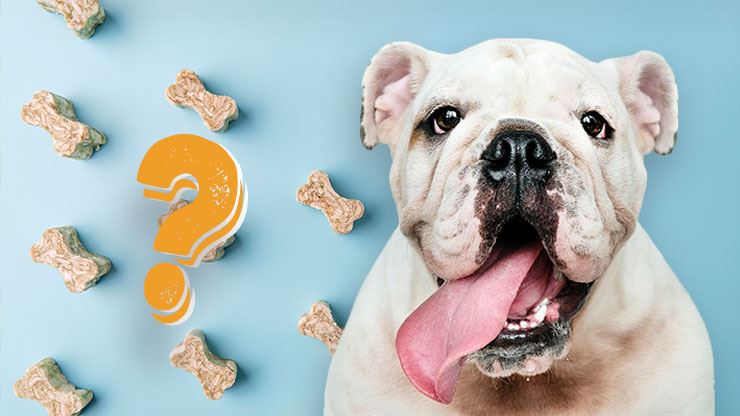 5 Amazing Treats To Make Your Dog Bow Wow