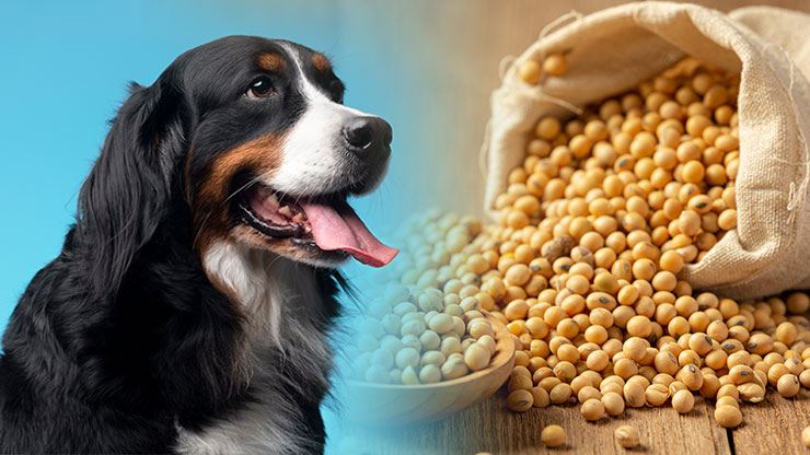 The Benefit Of Soy As A Pet Food Ingredient
