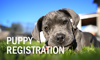 Registration Services Continental Kennel Club CKC