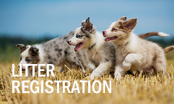 Registration Services Continental Kennel Club CKC