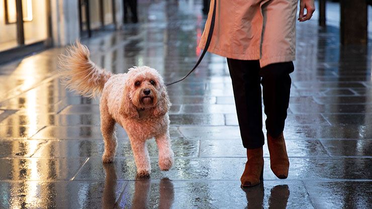 The Importance Of Daily Walks For Your Pup