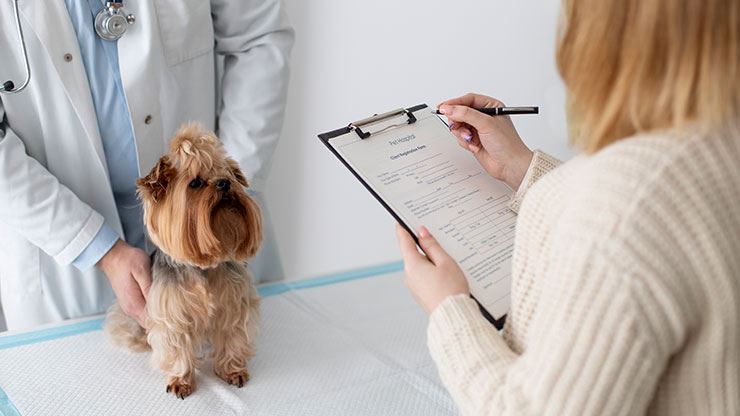 Finding The Right Veterinarian