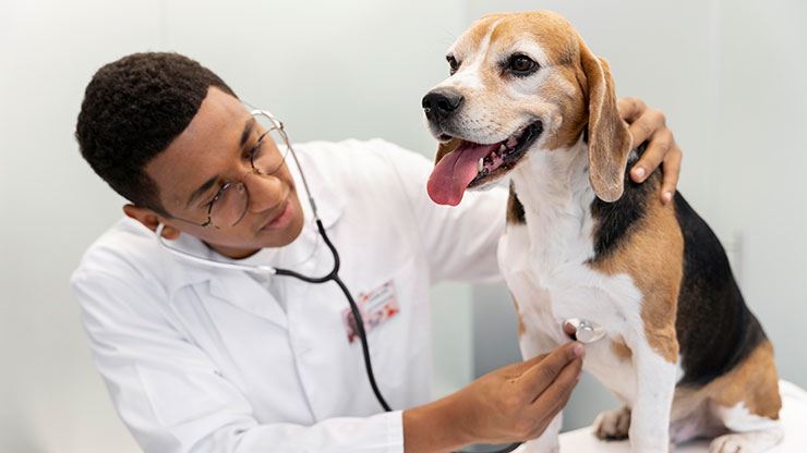 Is Your Dog Stubborn When It Comes To Vet Visits