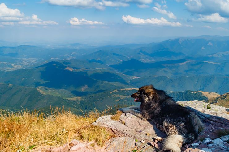 Dog Balkan Mountains Serbia