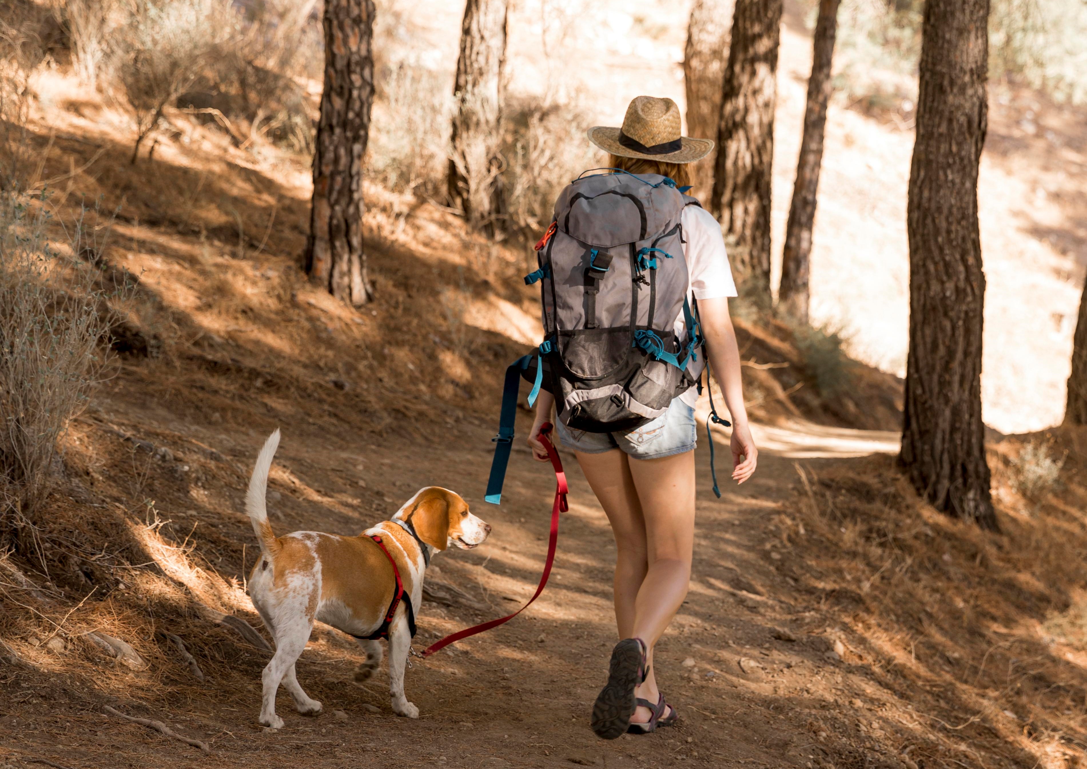 how do i prepare my dog for hiking