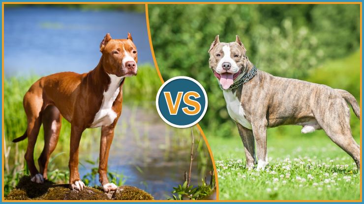 is staffordshire terrier a pitbull? 2