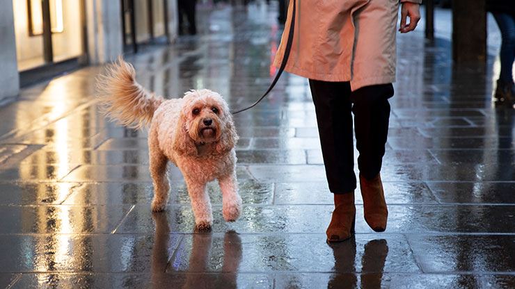 Don't Let Rainy Days Ruin Your Dog Walking Routine