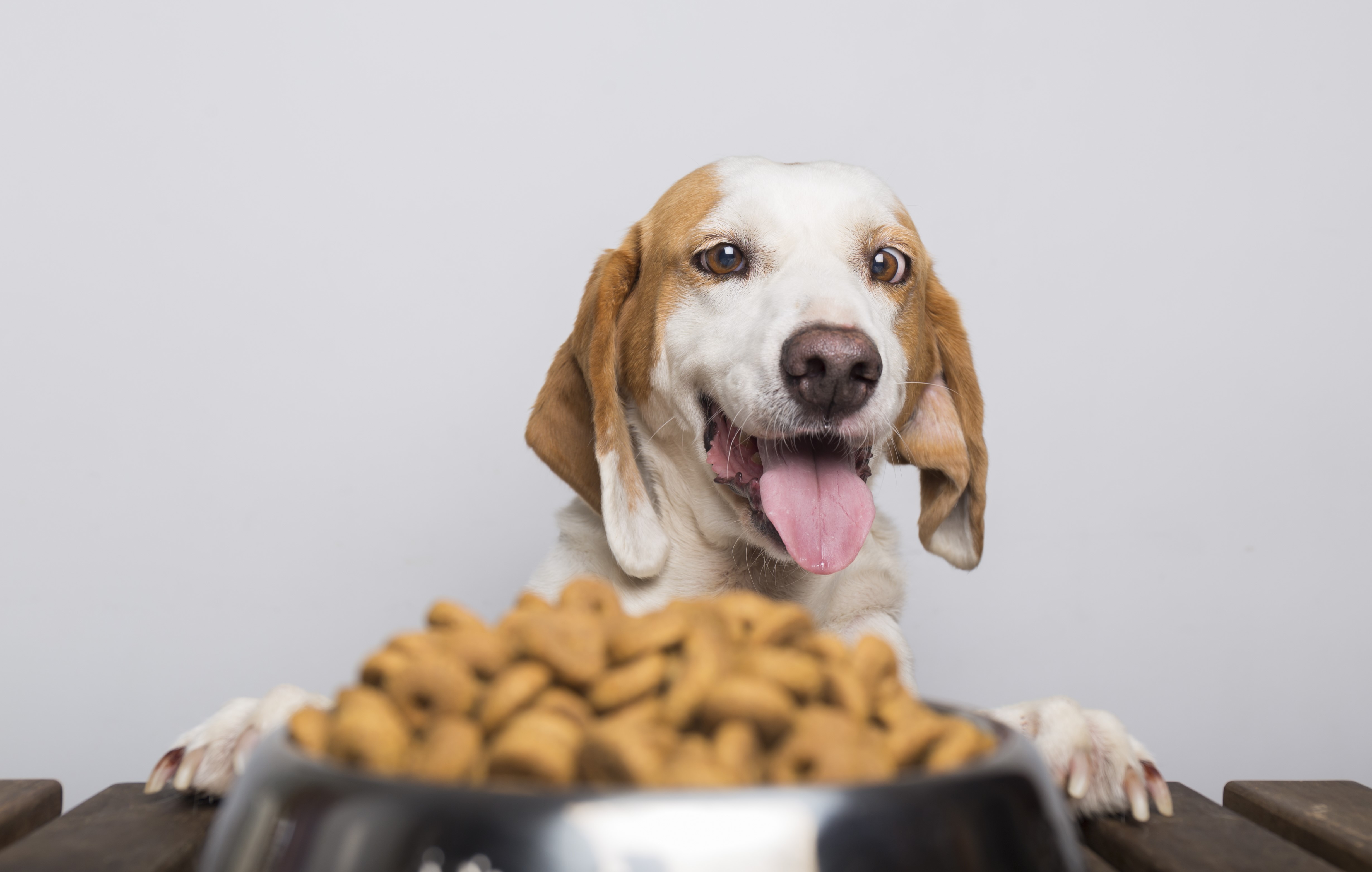 Easy Desserts You Can Make For You and Your Dog