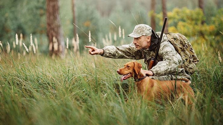 8 Great Hunting Dog Breeds In 2023
