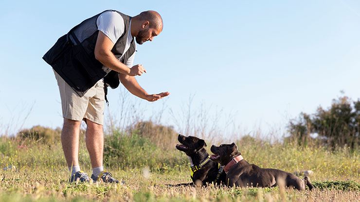Choosing The Best In Home Dog Trainer
