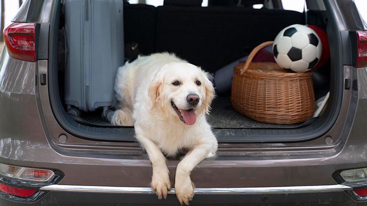 Tips For Training Your Dog To Be A Good Travel Companion