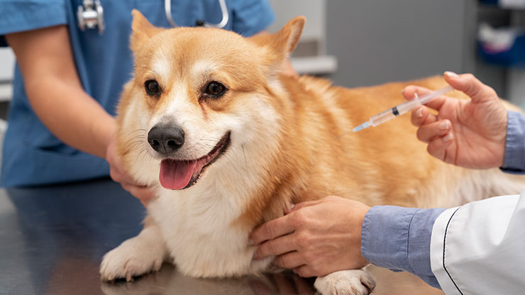 what vaccinations do dogs really need