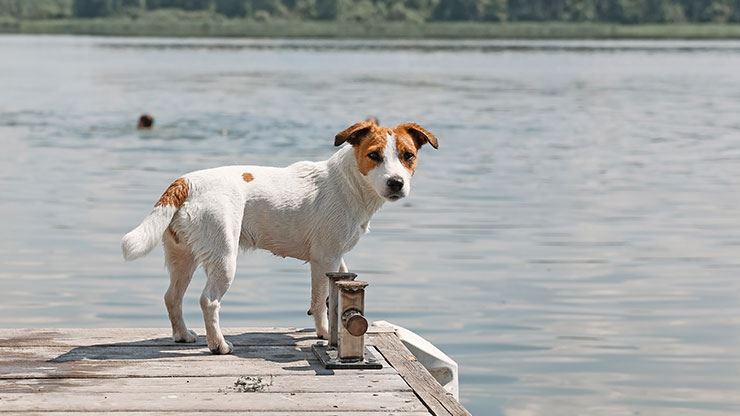 Pet Safety Around Water