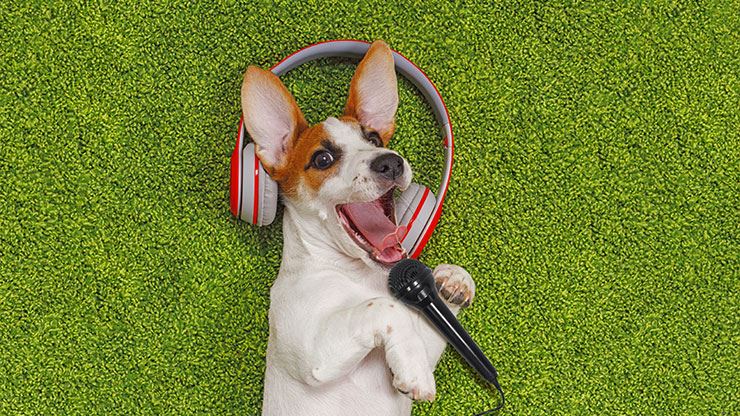 Can Dogs Appreciate Music
